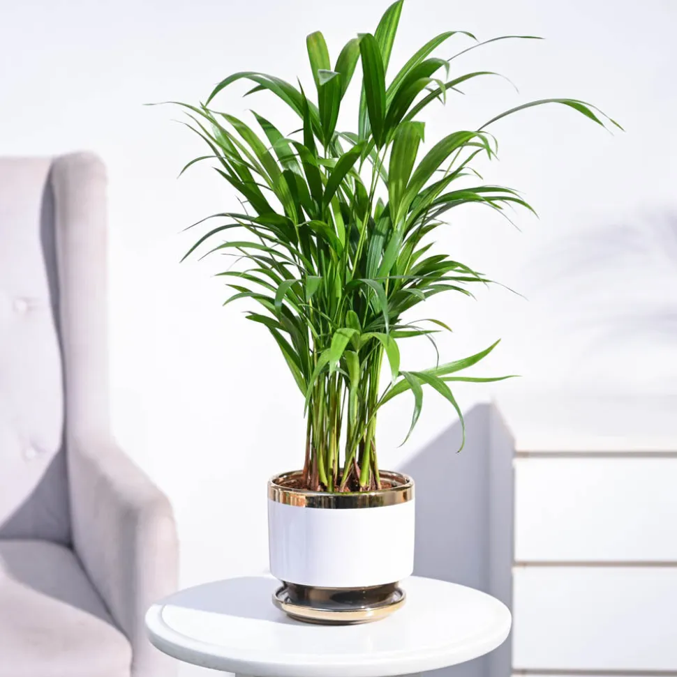 Areca Palm Plant