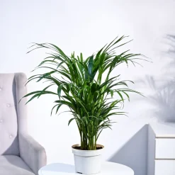 Areca Palm Plant