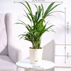 Areca Palm Plant