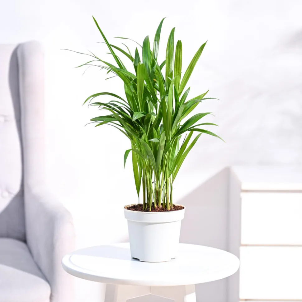 Areca Palm Plant