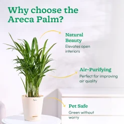 Areca Palm Plant