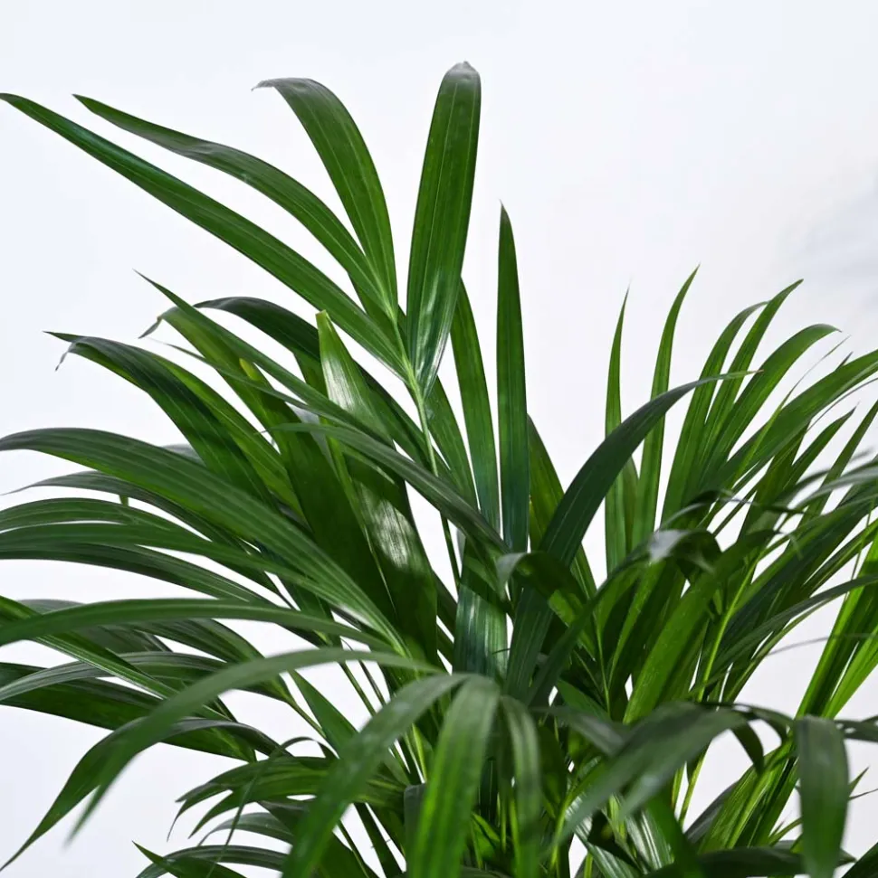 Areca Palm Plant