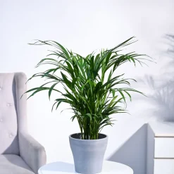 Areca Palm Plant