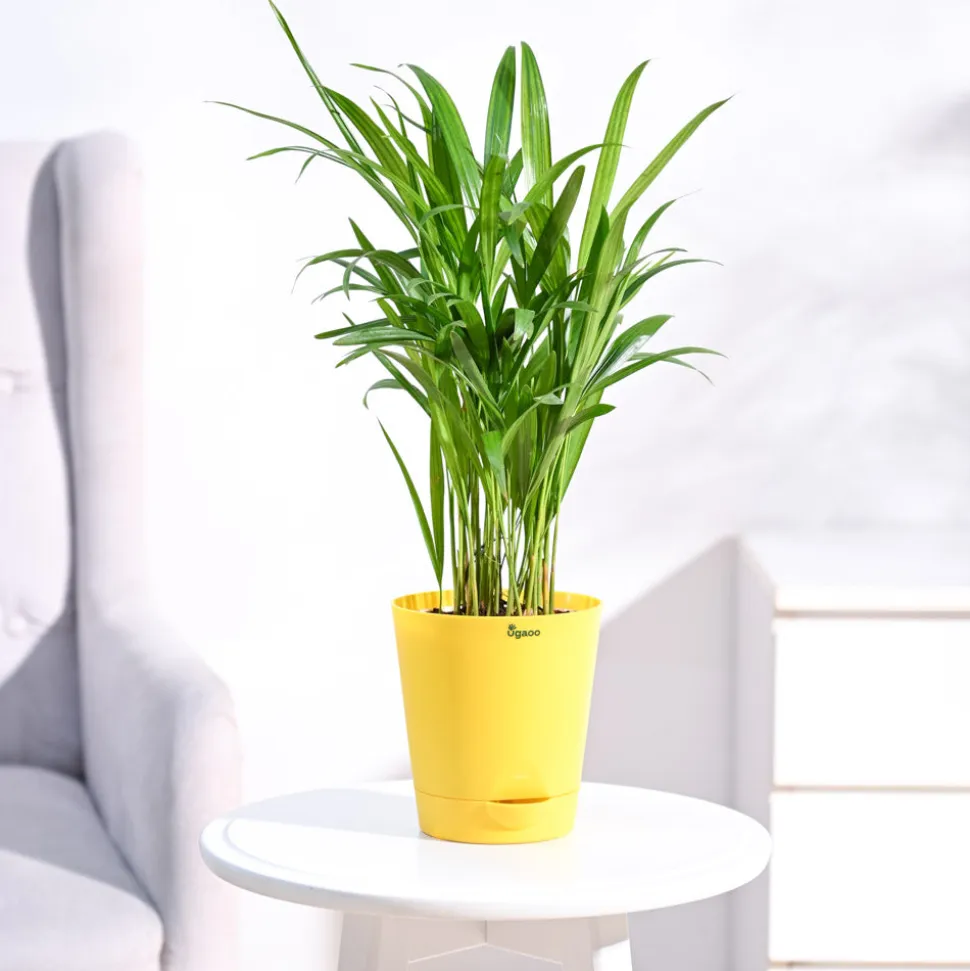 Areca Palm Plant