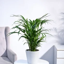 Areca Palm Plant
