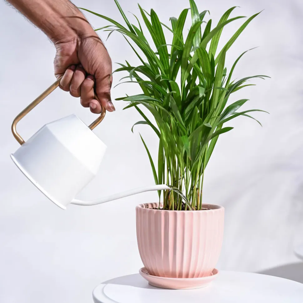Areca Palm Plant