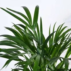 Areca Palm Plant