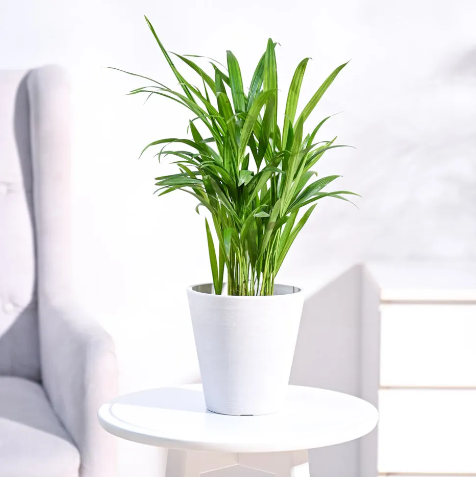 Areca Palm Plant