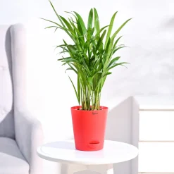 Areca Palm Plant