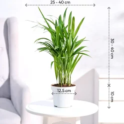 Areca Palm Plant