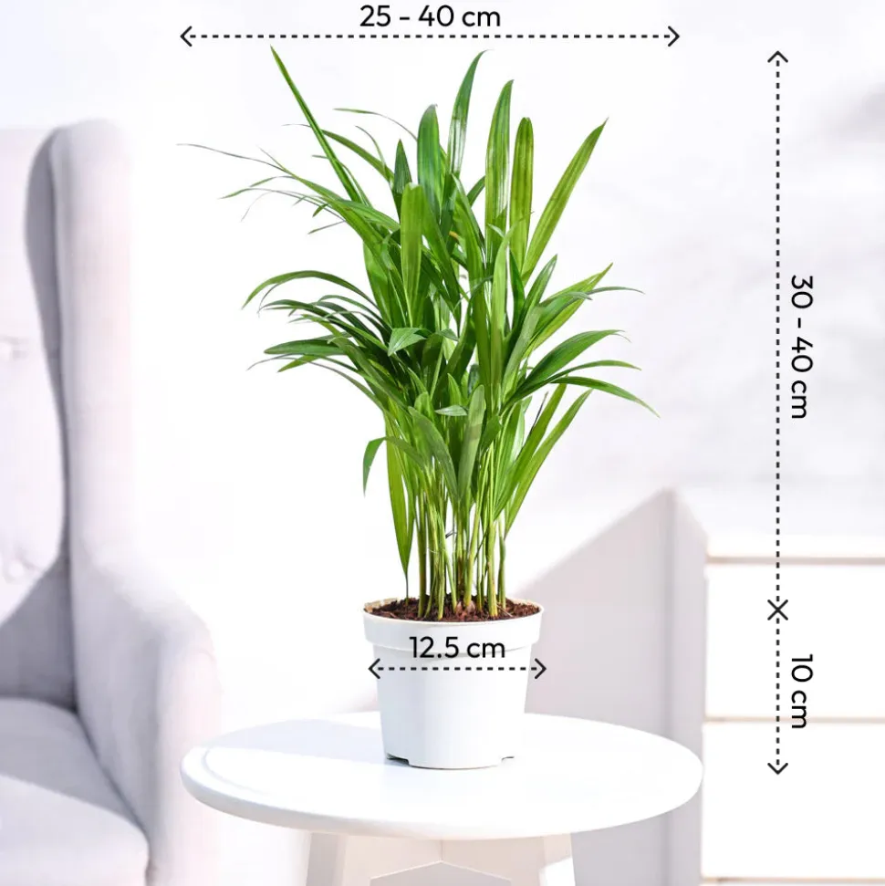 Areca Palm Plant
