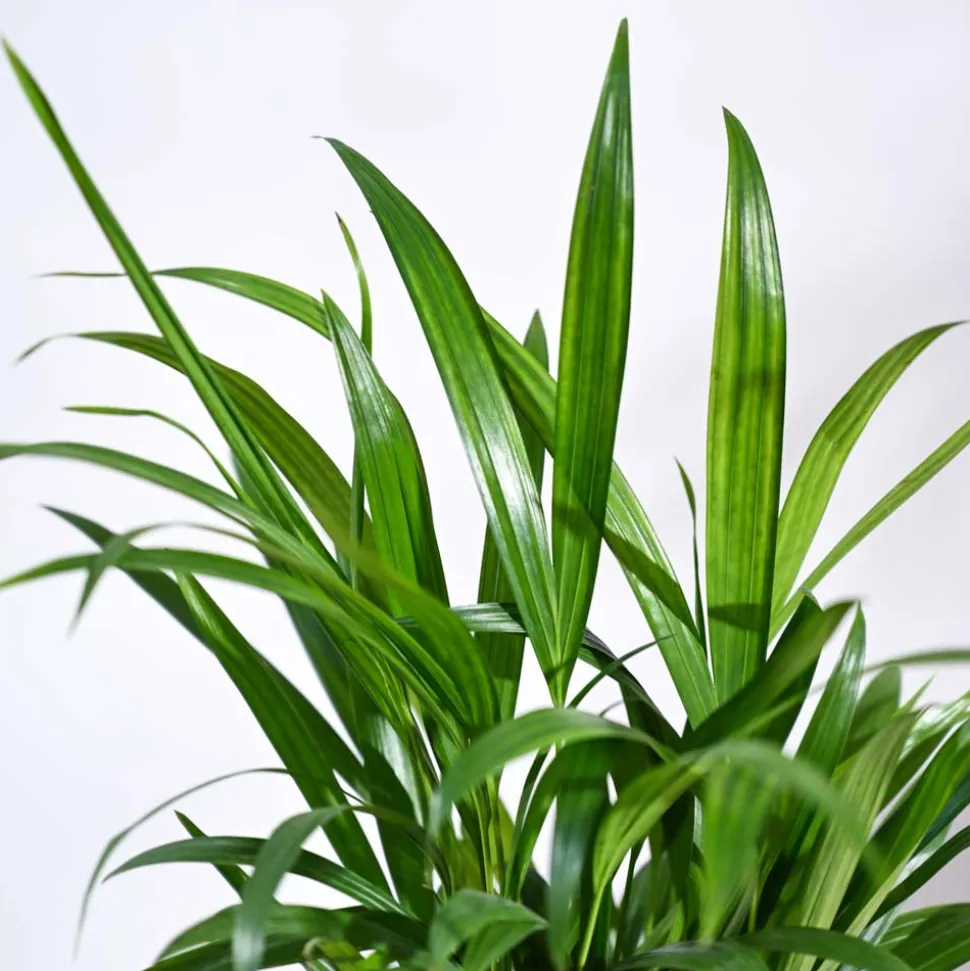 Areca Palm Plant