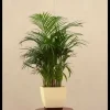 Areca Palm Plant XL