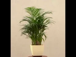 Areca Palm Plant XL