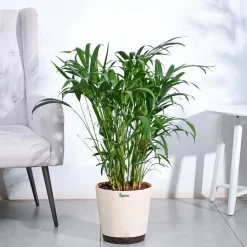 Areca Palm Plant XL