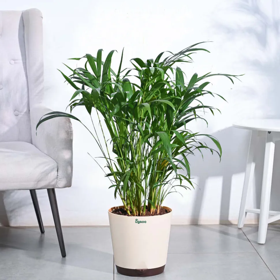 Areca Palm Plant XL