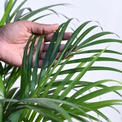 Areca Palm Plant XL