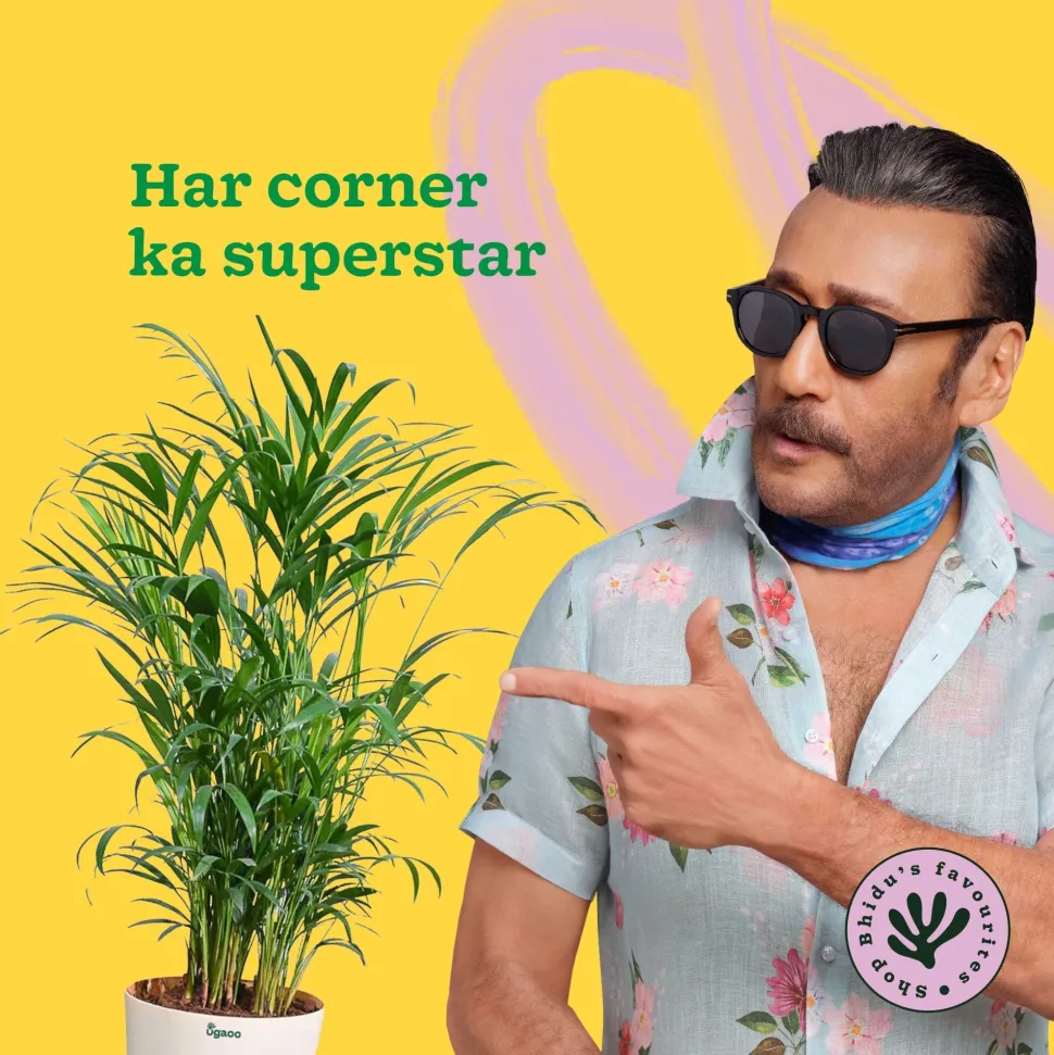 Areca Palm Plant XL