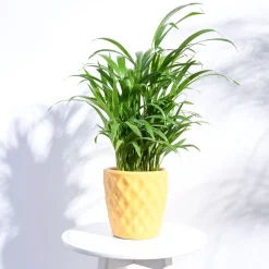 Argyle Ceramic Pot (6.2 Inch Diameter)