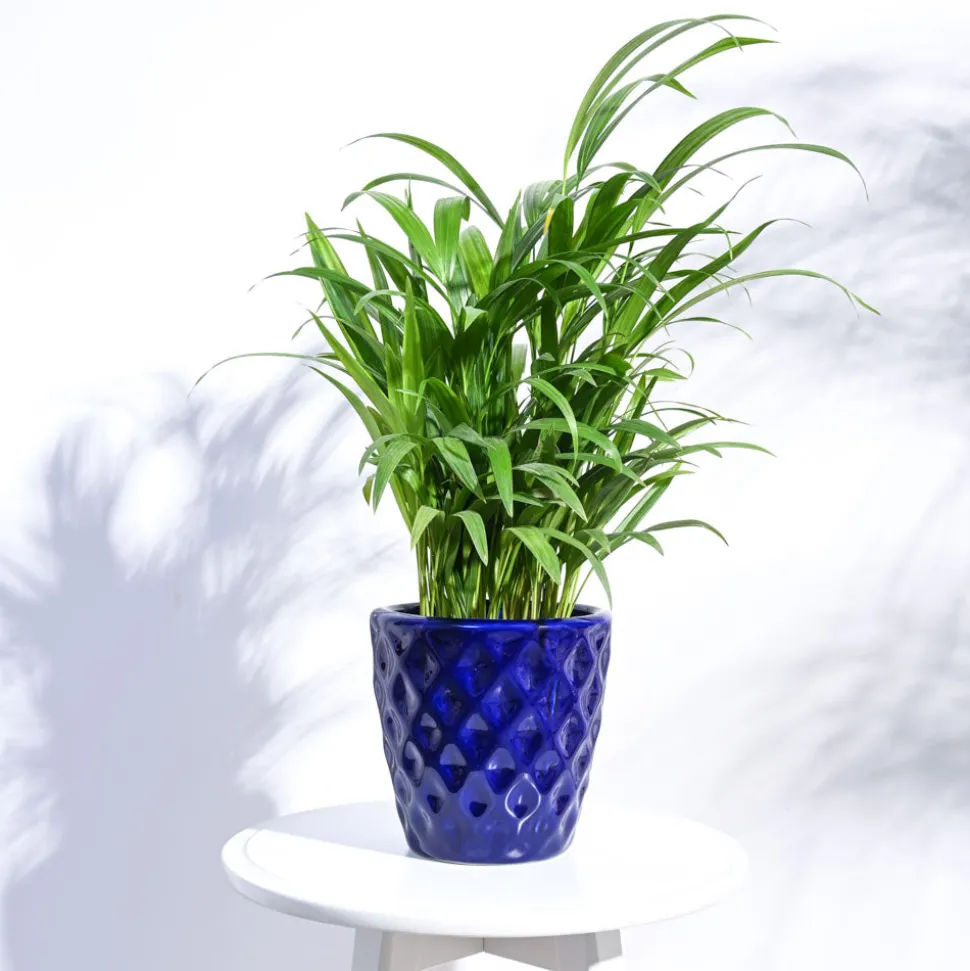Argyle Ceramic Pot (6.2 Inch Diameter)