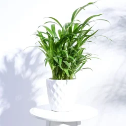 Argyle Ceramic Pot (6.2 Inch Diameter)