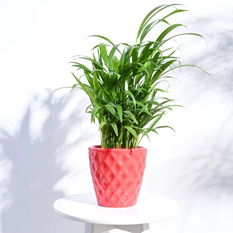 Argyle Ceramic Pot (6.2 Inch Diameter)