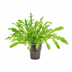 Arugula Seeds (Rocket Leaves)
