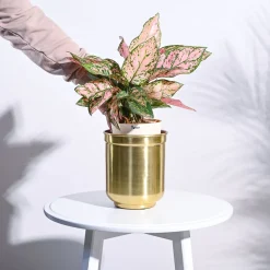 Aurelian Cylindrical Planter