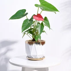 Aurelius Prism Ceramic Pot