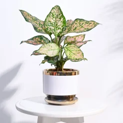 Aurelius Round Ceramic Pot