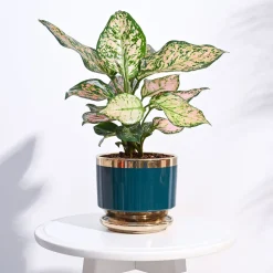 Aurelius Round Ceramic Pot