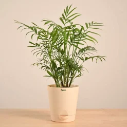 Bamboo Palm Plant