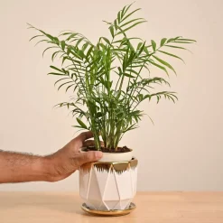 Bamboo Palm Plant