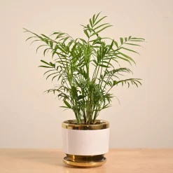 Bamboo Palm Plant