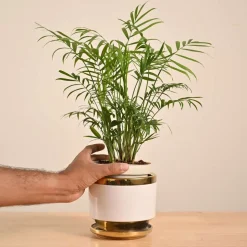 Bamboo Palm Plant