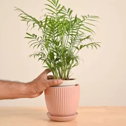 Bamboo Palm Plant