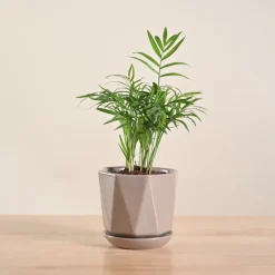 Bamboo Palm Plant