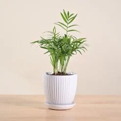 Bamboo Palm Plant