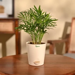 Bamboo Palm Plant