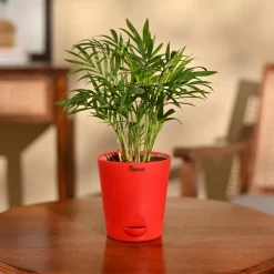 Bamboo Palm Plant