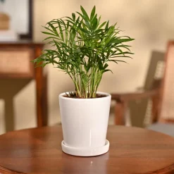 Bamboo Palm Plant