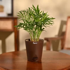 Bamboo Palm Plant
