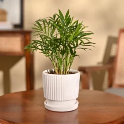 Bamboo Palm Plant