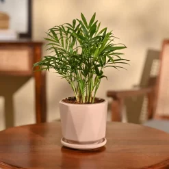 Bamboo Palm Plant