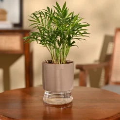 Bamboo Palm Plant