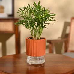 Bamboo Palm Plant