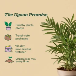 Bamboo Palm Plant
