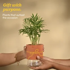 Bamboo Palm Plant