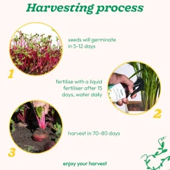 Beetroot Seeds