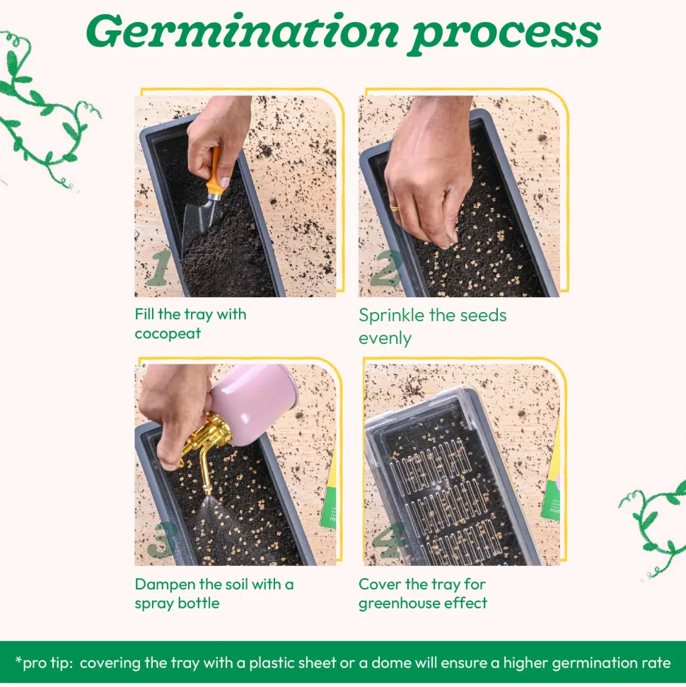 Beetroot Seeds